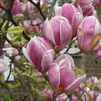 Gambar Tanaman Indukan Magnolia Pink Langka 1 Meter Rimbun Besar Wangi dari Ragam Noorsery undefined 2 Tokopedia