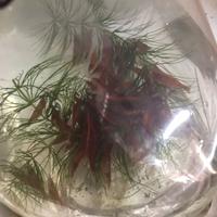 Gambar udang hias Red bloody paket 100 ekor dari Ramirezifish_shop undefined 2 Tokopedia