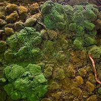 Gambar Karpet Lumut Moss Artificial 200cm x 100cm dari Rumah Bunga Dekor undefined 5 Tokopedia