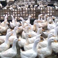 Gambar bebek peking fresh (1ekor) dari pawon sari undefined 2 Tokopedia