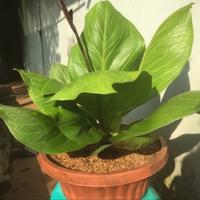 Gambar tanaman hias anthurium jemani big size - jemani katalok jumbo dari Lucas Flowers undefined 2 Tokopedia
