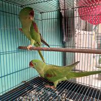 Gambar Ready Burung Alexandrine Sepasang dari A2Parrot undefined 1 Tokopedia