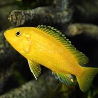 Gambar IKAN Hias Cichlid lemon Kuning Size jumbo || ikan hias Aquarium dari ANEKA AQUATICS undefined 1 Tokopedia