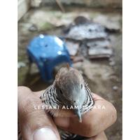 Gambar Perkutut Lokal Alam Katuranggan Garuda Krida dari Lestari Alam Jepara undefined 4 Tokopedia