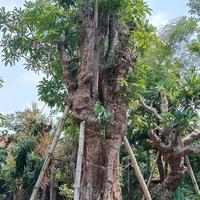 Gambar Pohon Pule putih lingkar 4mtr tingi 7mtr dari Taman Nuansa Indahh undefined 1 Tokopedia