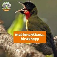 Gambar burung samyong gacor dorr jinak full materi istimewa dari masterankicaubirdshopp undefined 1 Tokopedia