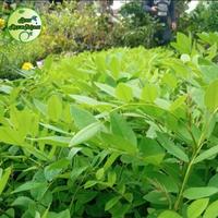 Gambar Bibit Indigofera Tinggi 1 Meter | Indigofera Pakan Ternak dari BibitRejekiMurah undefined 2 Tokopedia