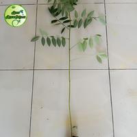 Gambar Bibit Indigofera Tinggi 1 Meter | Indigofera Pakan Ternak dari BibitRejekiMurah undefined 1 Tokopedia