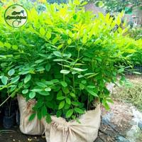 Gambar Bibit Indigofera Tinggi 1 Meter | Indigofera Pakan Ternak dari BibitRejekiMurah undefined 3 Tokopedia