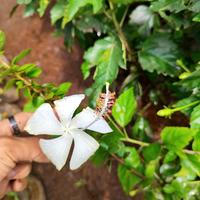 Gambar kembang sepatu bunga putih Hibiscus rosa-sinensis L dari ristavaflorist undefined 2 Tokopedia