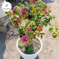 Gambar TANAMAN HIAS HIDUP BUGENVIL BUNGA KERTAS 5 WARNA WARNI - TIPE 1 dari Rasya flora undefined 2 Tokopedia