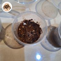 Gambar Grammostolla Pulchripes | Tarantula dari ExoticPetsStore undefined 2 Tokopedia