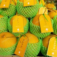 Gambar Melon Dang Sweet Melon Jepang Shitorin | Buah Melon Japan 1,6 kg dari 21 import store undefined 4 Tokopedia