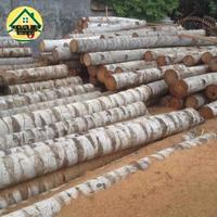 Gambar kayu kelapa glondongan dari Mansur Jaya Pusat undefined 1 Tokopedia