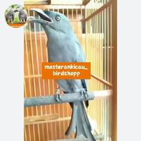 Gambar burung srigunting abu super gacor jinak full materi mewah mempesona dari masterankicaubirdshopp undefined 2 Tokopedia