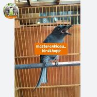 Gambar burung srigunting abu super gacor jinak full materi mewah mempesona dari masterankicaubirdshopp undefined 1 Tokopedia