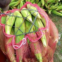 Gambar Jagung Manis Pipil / Sweet Corn / Grosir @1kg dari ALIVE10_VERA undefined 3 Tokopedia
