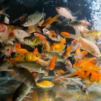 Gambar BIBIT IKAN MAS PAKAN IKAN PREDATOR IKAN HIAS IKAN MAS GOLD FISH - Paket 1 liter dari Mars Aquatics undefined 4 Tokopedia