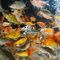 Gambar BIBIT IKAN MAS PAKAN IKAN PREDATOR IKAN HIAS IKAN MAS GOLD FISH - Paket 1 liter dari Mars Aquatics undefined 1 Tokopedia