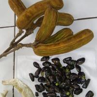 Gambar Bibit Buah Salju Asli Khas Bali Jaminan Manis dan Valit dari EMBUN PAGI SLEMAN YOGYAKARTA undefined 4 Tokopedia
