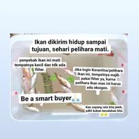 Gambar BIBIT IKAN MAS PAKAN IKAN PREDATOR IKAN HIAS IKAN MAS GOLD FISH - Paket 1 liter dari Mars Aquatics undefined 2 Tokopedia