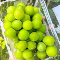 Gambar jual buah anggur shine muscat pack segar dari Cece fresh market medan undefined 1 Tokopedia