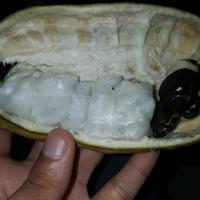 Gambar Bibit Buah Salju Asli Khas Bali Jaminan Manis dan Valit dari EMBUN PAGI SLEMAN YOGYAKARTA undefined 5 Tokopedia