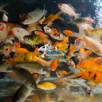 Gambar BIBIT IKAN MAS PAKAN IKAN PREDATOR IKAN HIAS IKAN MAS GOLD FISH - Paket 1 liter dari Mars Aquatics undefined 5 Tokopedia