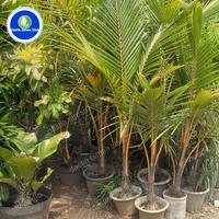 Gambar pohon kelapa kuning tinggi 2 meter sampai ujung daun dari dastin taman hias undefined 2 Tokopedia