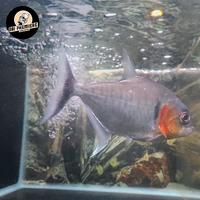 Gambar manuelli piranha 23 24 cm dari OBI FAITH AQUAPETS undefined 3 Tokopedia