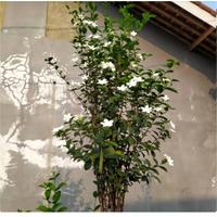 Gambar Tanaman  Pohon bonsai melati jasmine dari suro buana alam indah undefined 1 Tokopedia