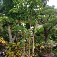 Gambar Tanaman  Pohon bonsai melati jasmine dari suro buana alam indah undefined 3 Tokopedia