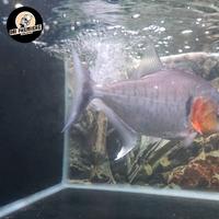 Gambar manuelli piranha 23 24 cm dari OBI FAITH AQUAPETS undefined 1 Tokopedia