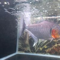 Gambar manuelli piranha 23 24 cm dari OBI FAITH AQUAPETS undefined 2 Tokopedia
