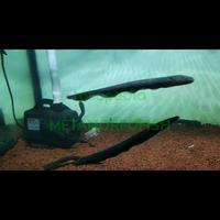 Gambar Electric eel / Belut listrik dari METAMORFOFISH undefined 2 Tokopedia