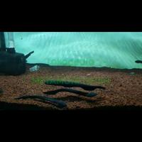 Gambar Electric eel / Belut listrik dari METAMORFOFISH undefined 1 Tokopedia