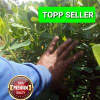 Gambar DAUN KACANG TANAH PER LEMBAR GRADE A5 (PREMIUM QUALITY) dari TOPP SELLER undefined 1 Tokopedia