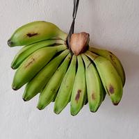 Gambar BUAH PISANG BATU/PISANG KLUTUK dari tukubuahku undefined 2 Tokopedia