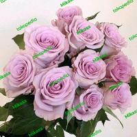 Gambar bunga rose ungu ocean song bung tangkai segar dari Mikasa New undefined 1 Tokopedia