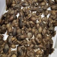Gambar Kecoa dubia 3cm 3 cm pakan ikan burung reptil dll tinggi protein - 3cm dari JJ FARM shop undefined 3 Tokopedia