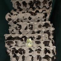 Gambar Kecoa dubia 3cm 3 cm pakan ikan burung reptil dll tinggi protein - 3cm dari JJ FARM shop undefined 4 Tokopedia