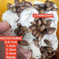 Gambar Kecoa dubia 3cm 3 cm pakan ikan burung reptil dll tinggi protein - 3cm dari JJ FARM shop undefined 1 Tokopedia
