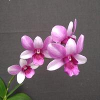 Gambar Anggrek dendrobium berbunga. Pesanan dari Sekar Arum. Jombang undefined 4 Tokopedia