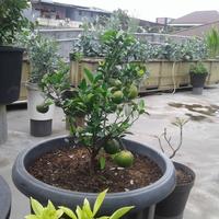Gambar Kompos pupuk kandang ayam Ecovalue fermented 5 liter dari Unilinkshop undefined 4 Tokopedia