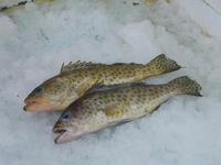 Gambar Whole Fish Ikan Kerapu Utuh Glassing 1kg Frozen - Damena Seafood dari Damena Seafood undefined 2 Tokopedia
