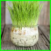 Gambar Benih Biji Wheatgrass Cat Grass - Rumput Kucing Rumput Gandum dari Bali Gardencenter undefined 5 Tokopedia