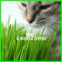 Gambar Benih Biji Wheatgrass Cat Grass - Rumput Kucing Rumput Gandum dari Bali Gardencenter undefined 4 Tokopedia
