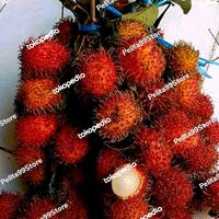 Gambar BUAH RAMBUTAN SWEET&FRESH ISI 2 IKAT PER PACK - RAPIAH dari Pelita99Store undefined 2 Tokopedia