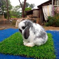 Gambar kelinci holland lop lop lop dari Domestik'cat undefined 1 Tokopedia