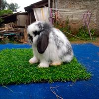 Gambar kelinci holland lop lop lop dari Domestik'cat undefined 2 Tokopedia